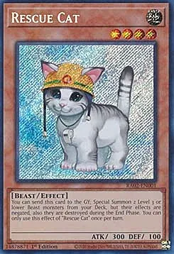 Rescue Cat