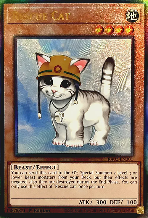 Rescue Cat