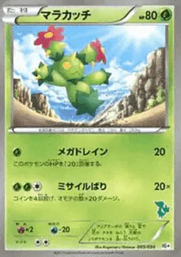Maractus