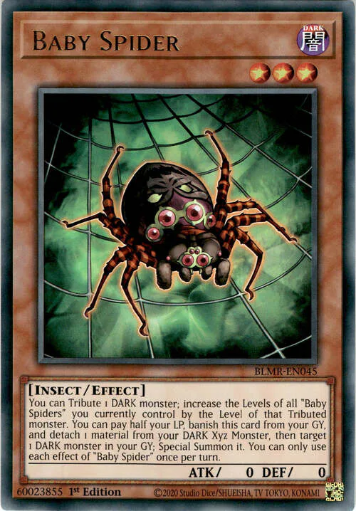 Baby Spider