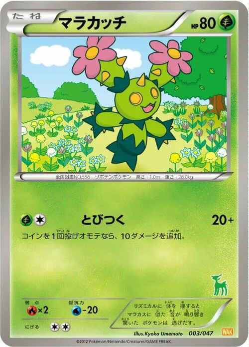 Maractus